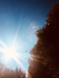 Low angle view of sunlight streaming through trees