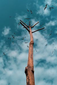 Low angle view of birds flying against sky