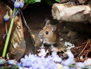 Close-up of mouse on purple flowers