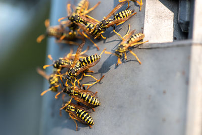 Close-up of bee