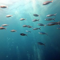 View of fish swimming in sea