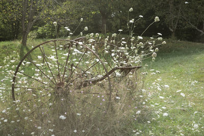 Flower tree in water