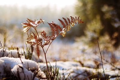 Close-up of plant growing on field