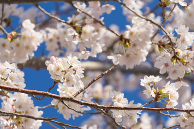 Close-up of white cherry blossom tree