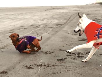 Dogs fighting on sand at beach