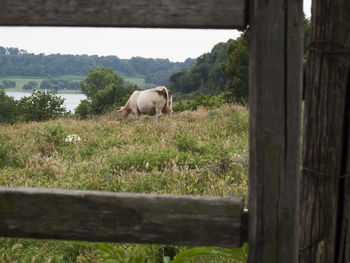 Sheep grazing on grassy field