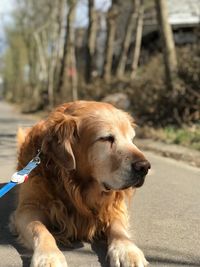 Close-up of dog looking away