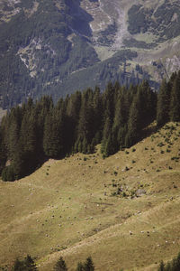 High angle view of trees on land