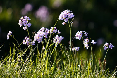 Close-up of purple flowers