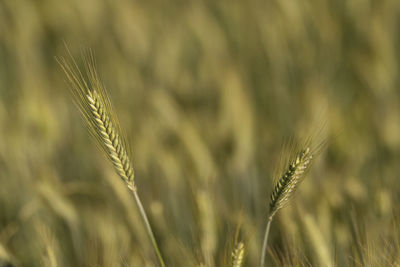 Close-up of wheat growing on field