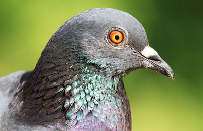 Close-up of pigeon