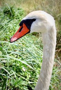 Close-up of swan on grass