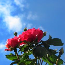 Low angle view of red rose blooming against sky