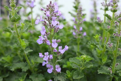 Close-up of purple flowering plants