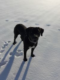 Black dog on snow covered land