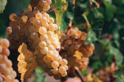 Close-up of grapes growing in vineyard