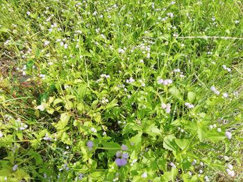 Full frame shot of flowering plants on field