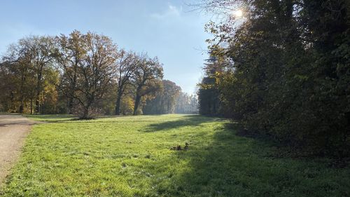 Trees on field against sky