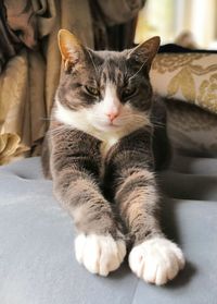 Close-up of a cat resting on bed