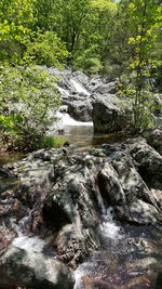 Stream flowing through forest