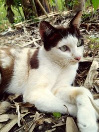 Close-up portrait of cat