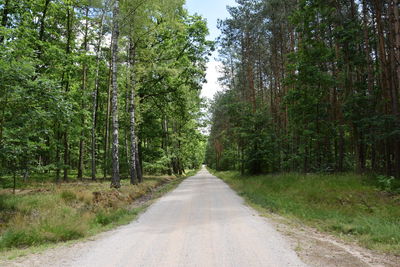 Road amidst trees in forest