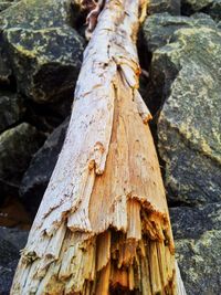 Close-up of tree trunk