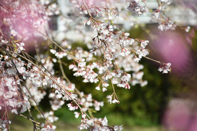 Close-up of cherry blossom