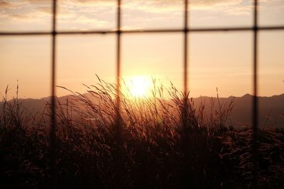 Plants on landscape at sunset