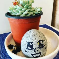 Close-up of potted plant in pot