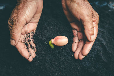 High angle view of person hand holding fruit