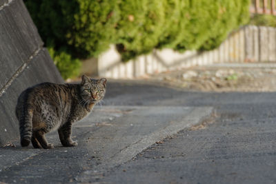 A cat that turns around here. composition with copy space.