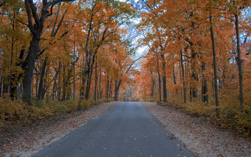 Road amidst trees