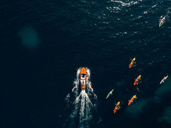 High angle view of fish swimming in sea