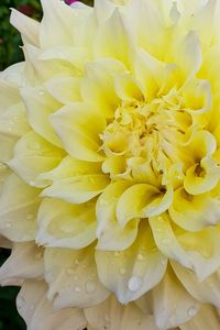Close-up of yellow flowering plant