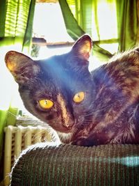 Close-up portrait of a cat