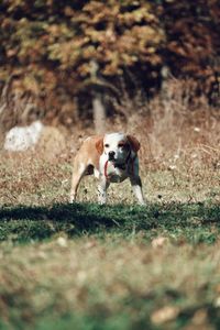 Dog running in field