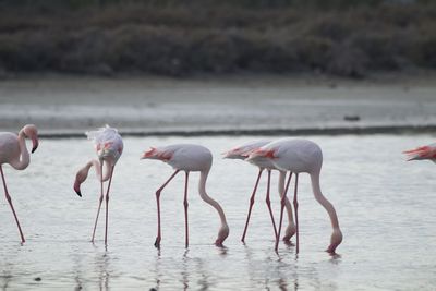 animal themes
