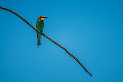 European bee-eater on branch against blue sky