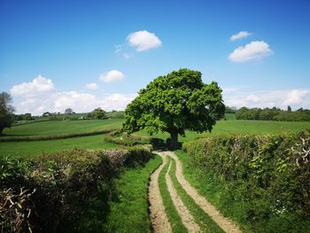 Trees on field against sky