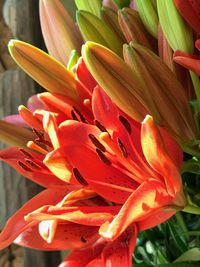 Close-up of orange lily