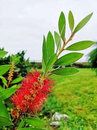 Close-up of red flowering plant