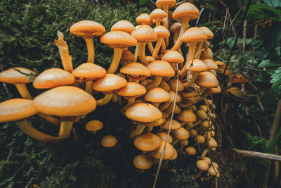 Close-up of mushrooms growing on field