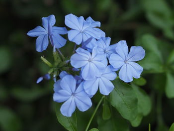 Close-up of blue flowering plant
