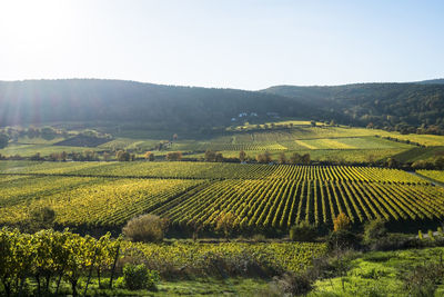 Scenic view of vineyard against sky