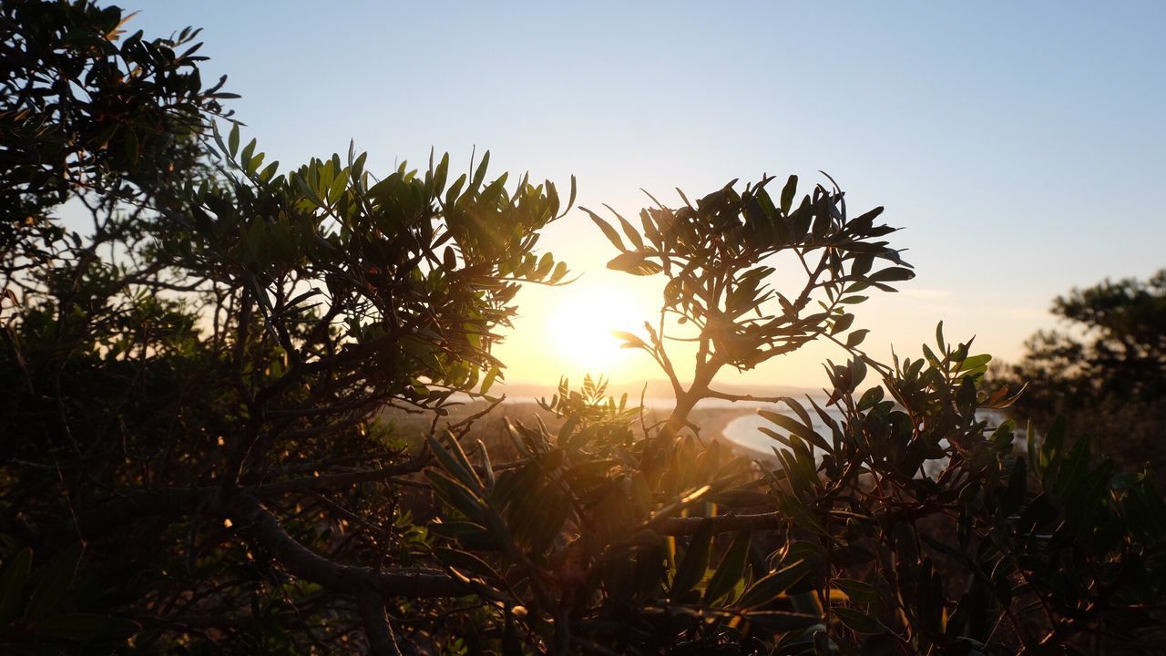 nature, tree, growth, plant, no people, sunlight, outdoors, clear sky, beauty in nature, sky, sunset, day