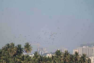Birds flying over trees against sky