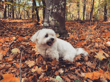 Dog lying on ground in forest