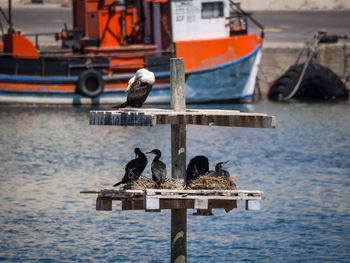Cormorants perching on wooden post by sea