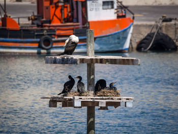 Seagull perching on wooden post by sea